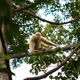 Alba after returning to the wild.